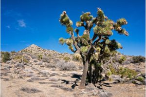 A stand of joshua trees in the California high desert on a sunny day